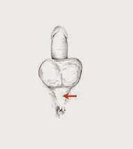 potences muskuļi un to sasprindzinājums, lai palielinātu potenci